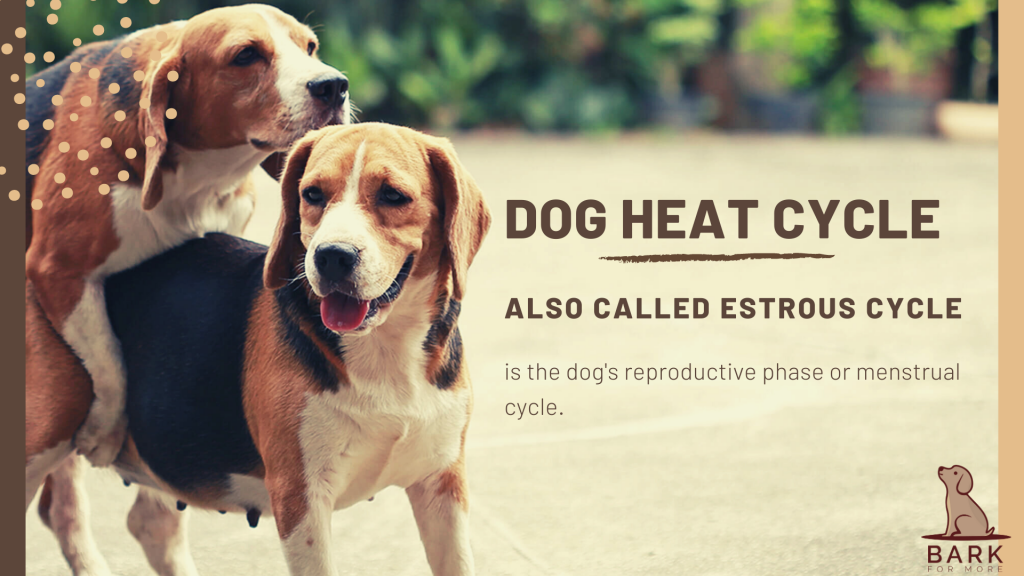 Dog in Heat - Estrus -Bark For More