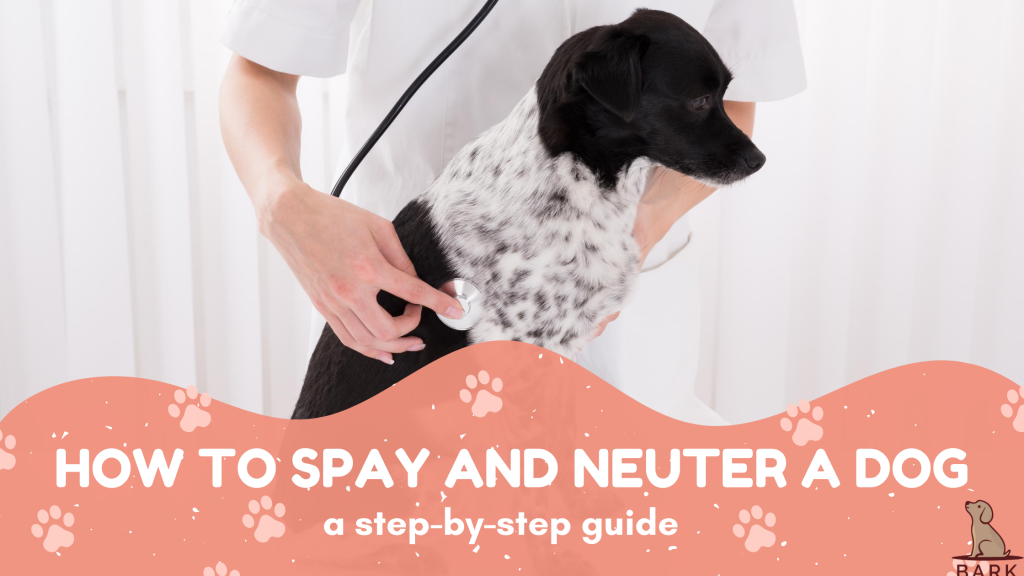 How To Spay and Neuter A Dog
