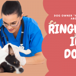 Ringworm in Dogs Bark For More