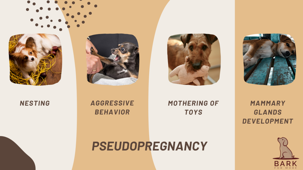 Pseudopregnancy - Bark For More