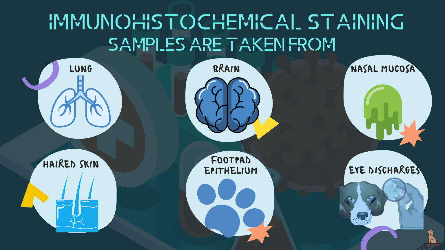 All The Things You Must Know About Distemper In Dogs Bark For More