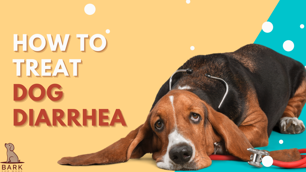 How To Treat Dog Diarrhea Bark For More