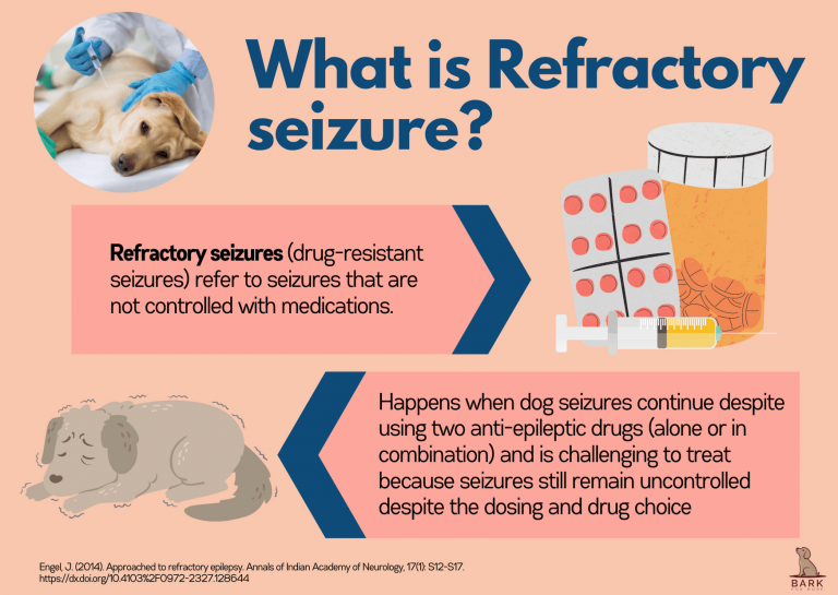 Definitive Guide To Understanding And Treating Seizures In Dogs Bark