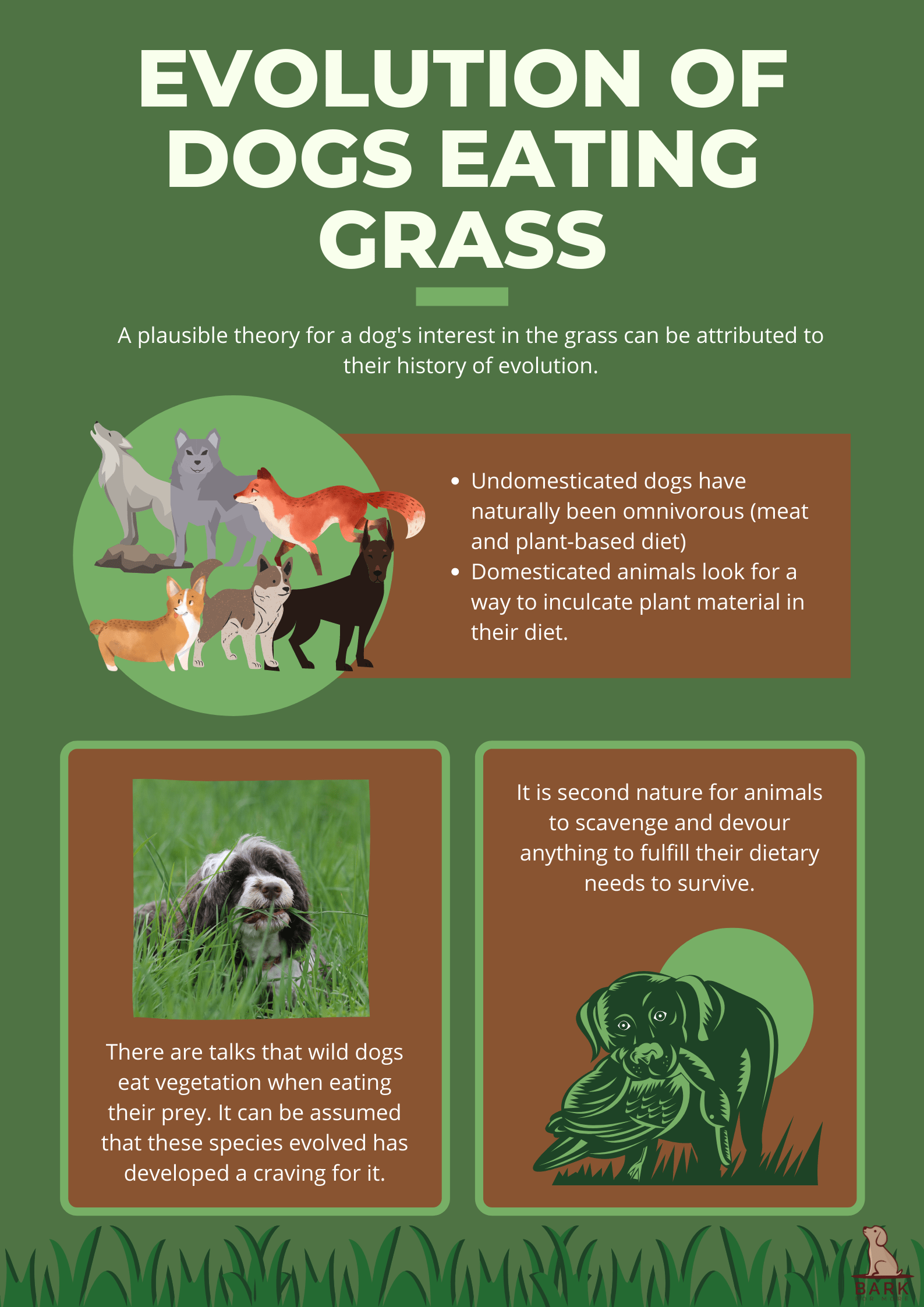 Evolution of dogs eating grass