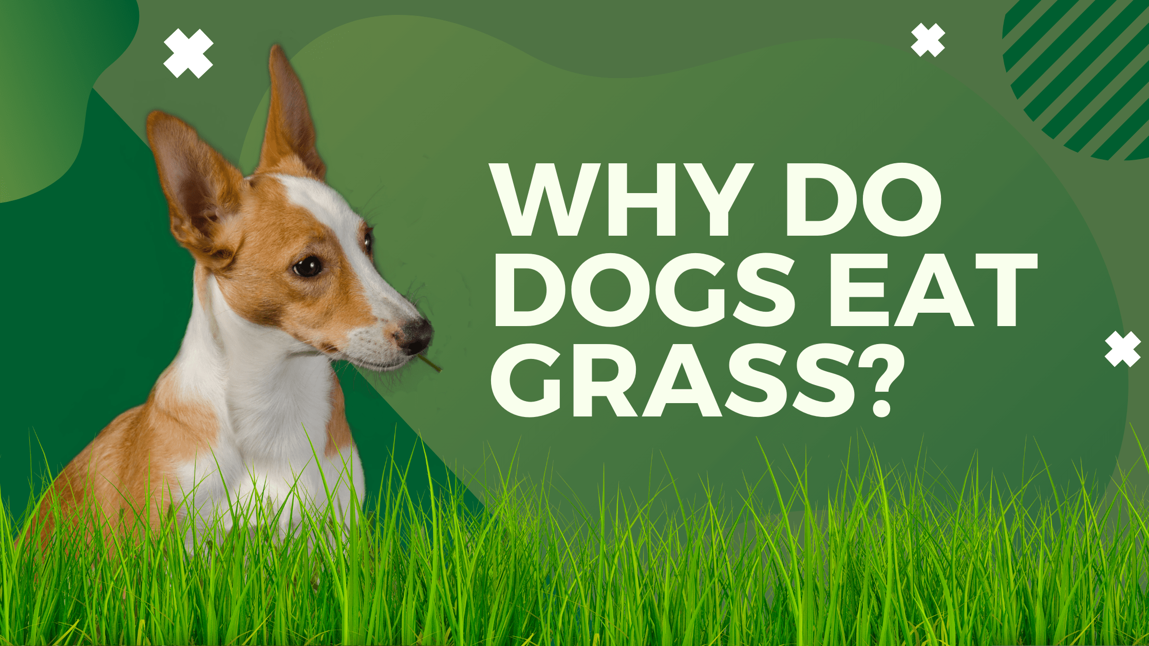 Why do dogs eat grass?