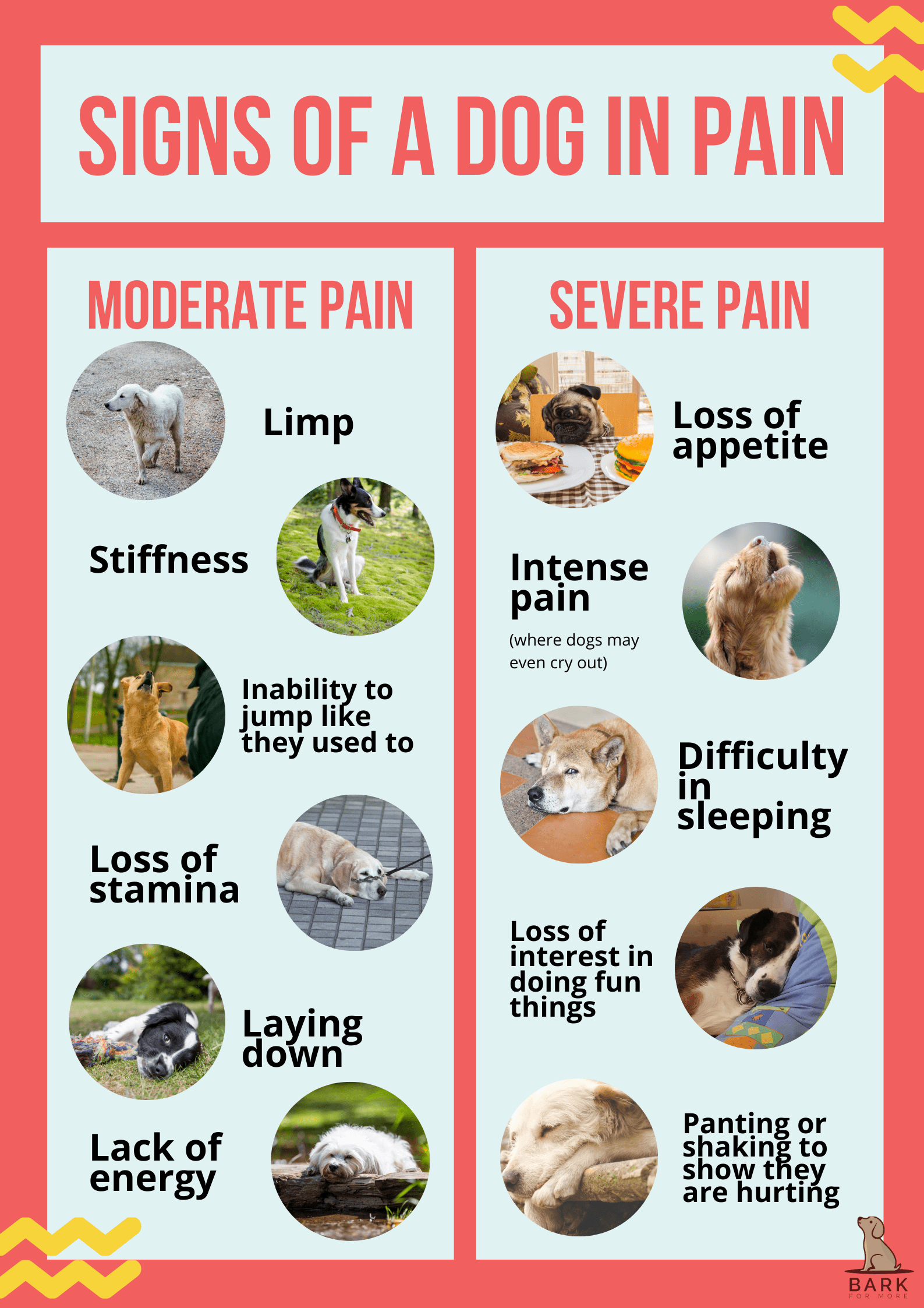 Signs of dog in pain