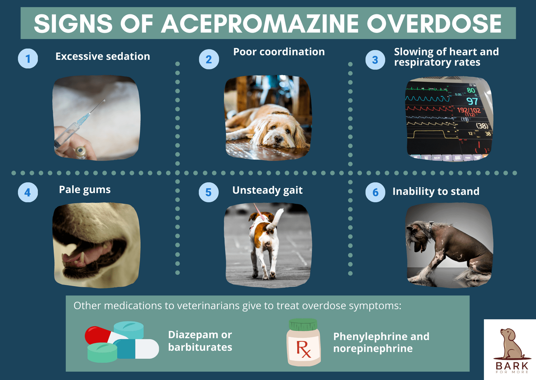 Acepromazine Overdose in Dogs