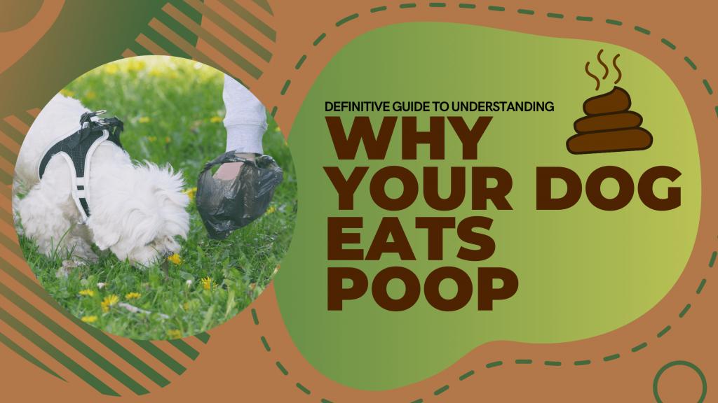 Why dogs eat poop?