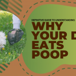 Why dogs eat poop?