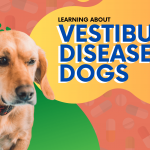 Vestibular Disease in Dogs