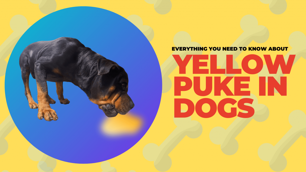 Yellow Puke in Dogs