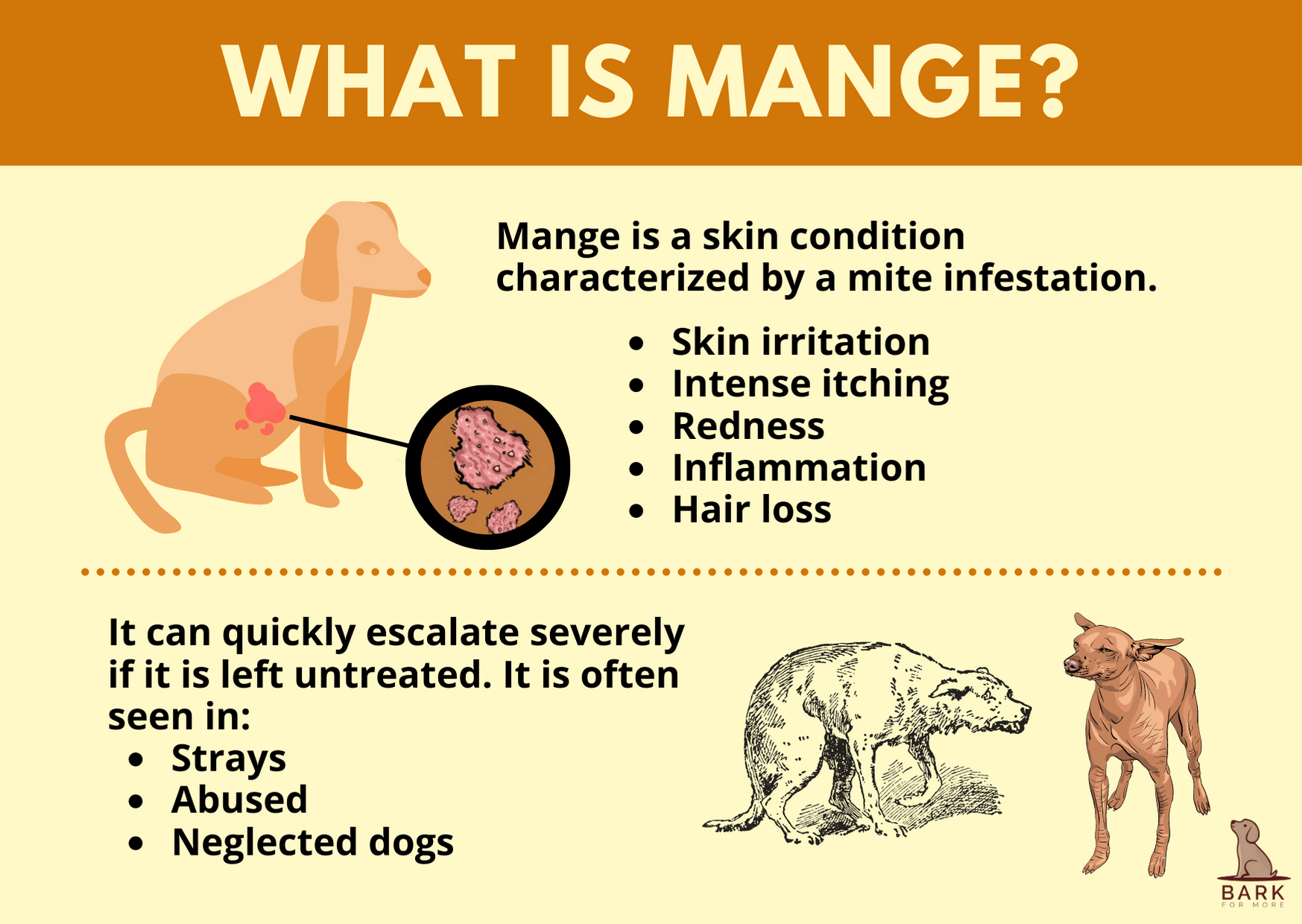 Mange in Dogs Defined