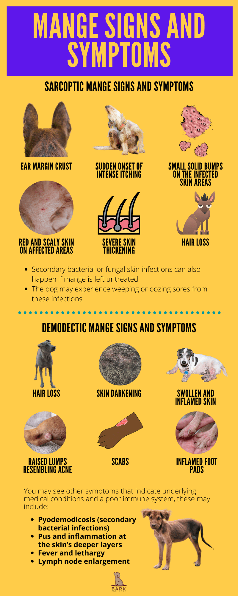 Mange in Dogs Signs and Symptoms