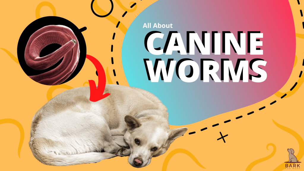 Canine Worms