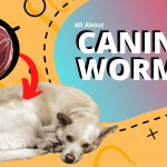 Canine Worms