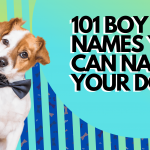 BOY DOG NAMES YOU CAN NAMES