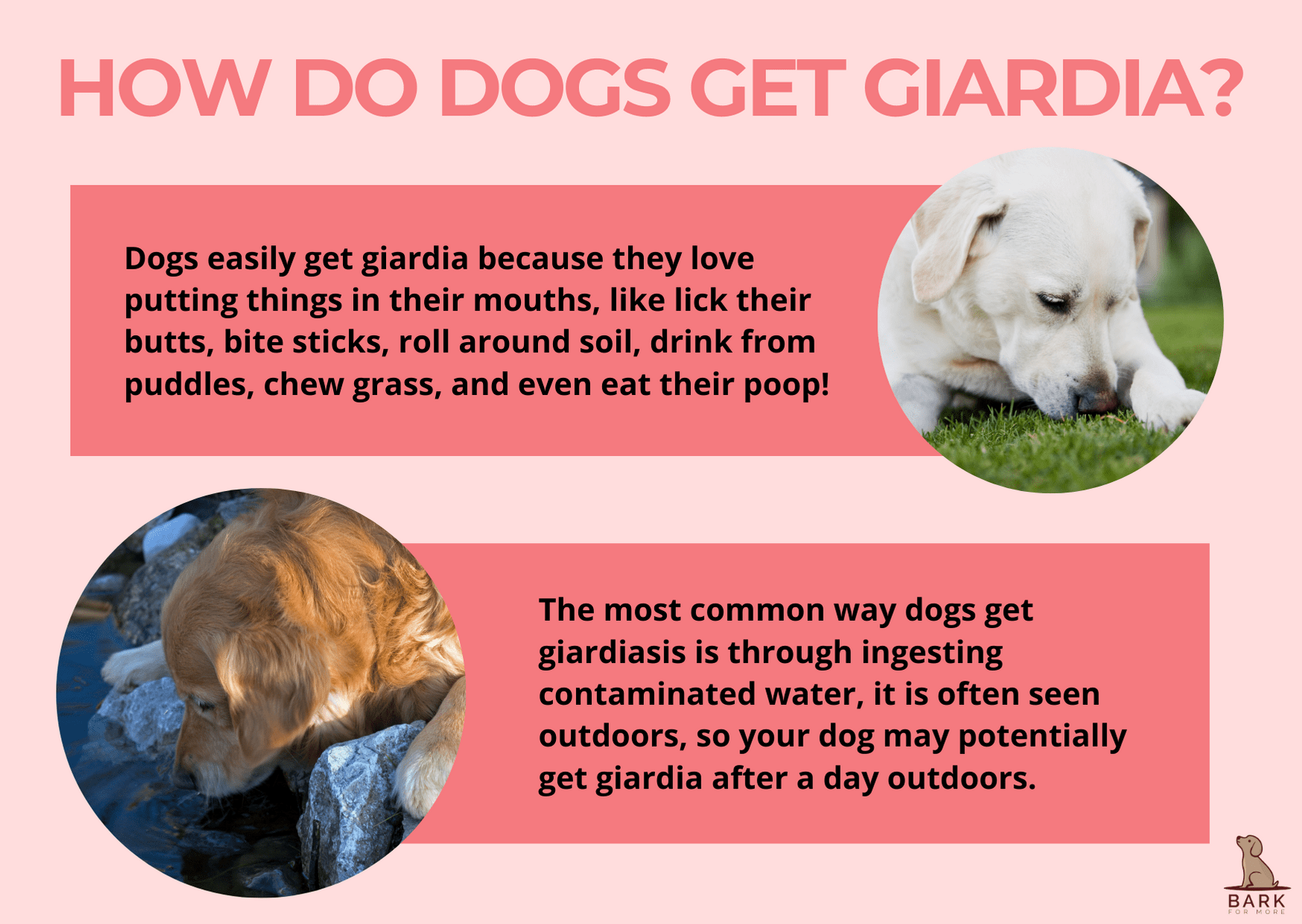 How Do Dogs Get Giardia?
