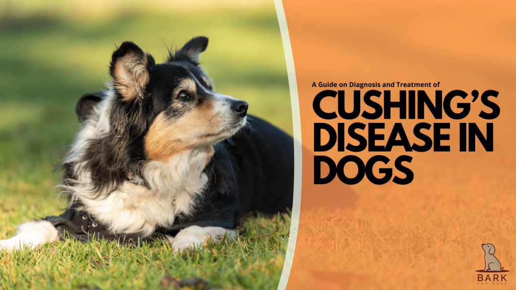Cushing’s disease in Dogs