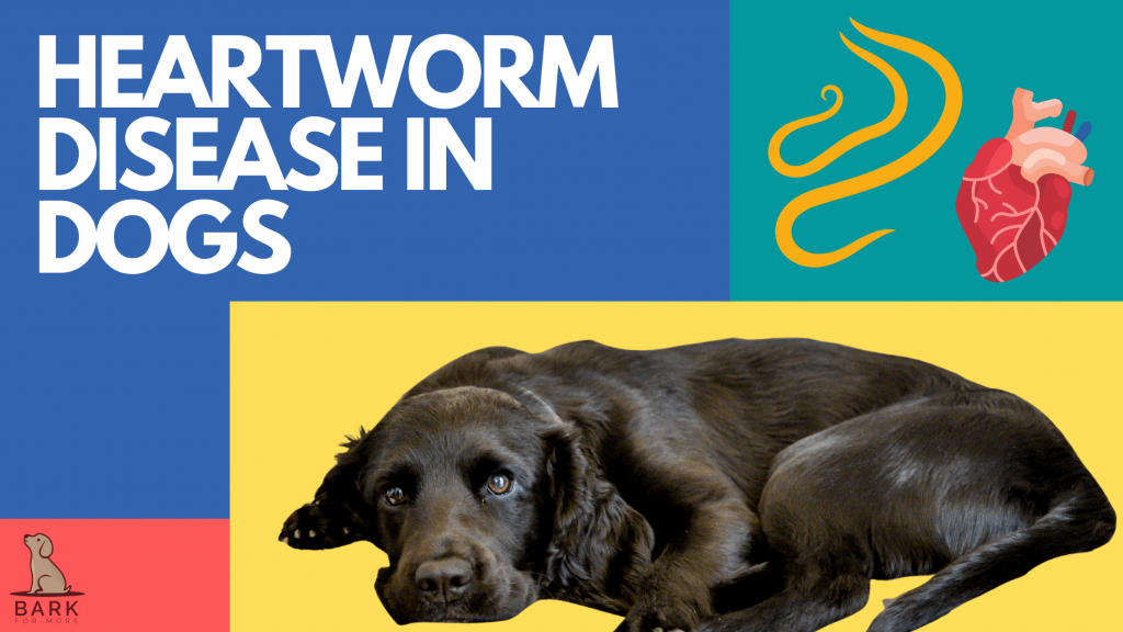 Heartworm disease in dogs
