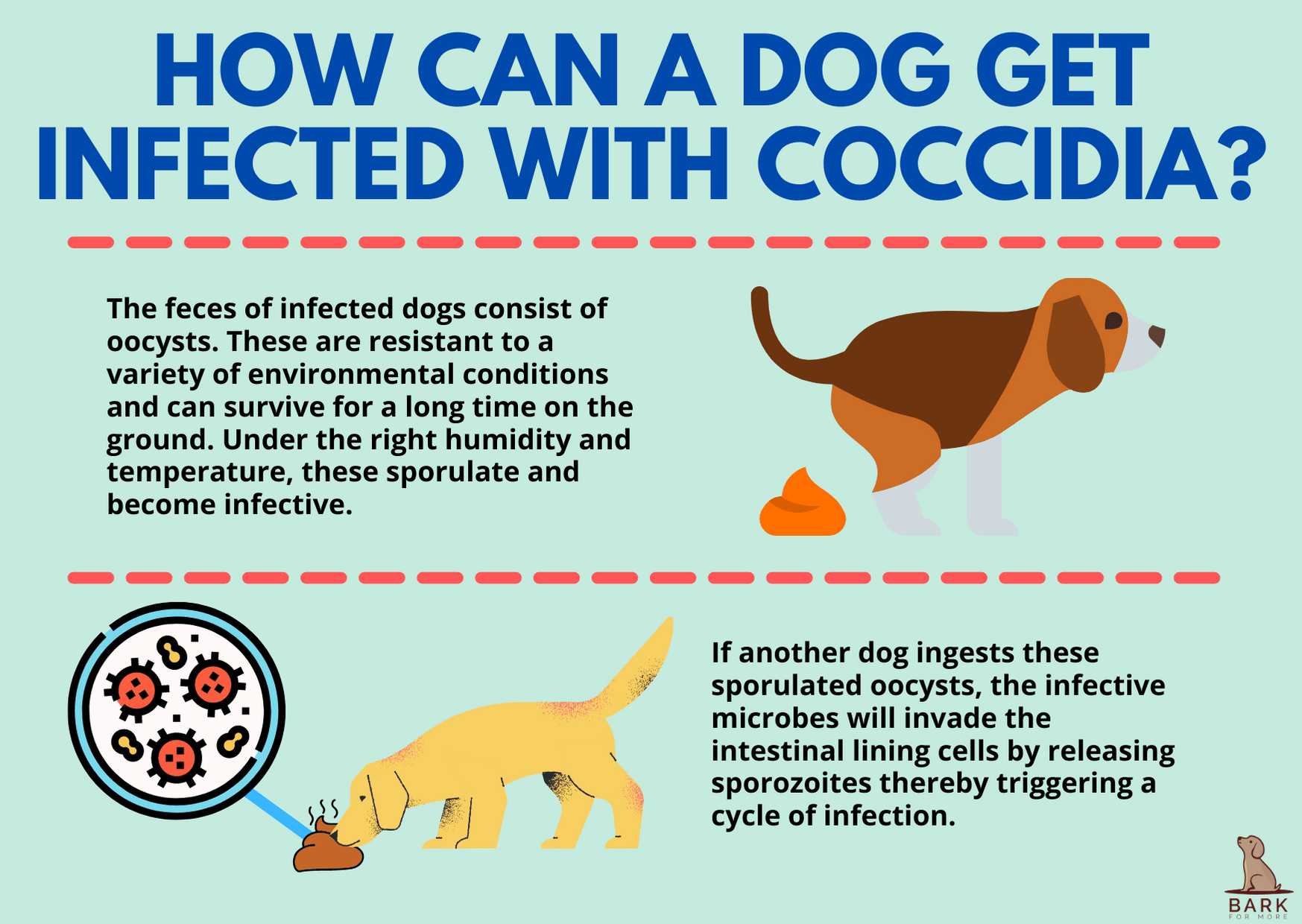 How can a dog get infected with Coccidia