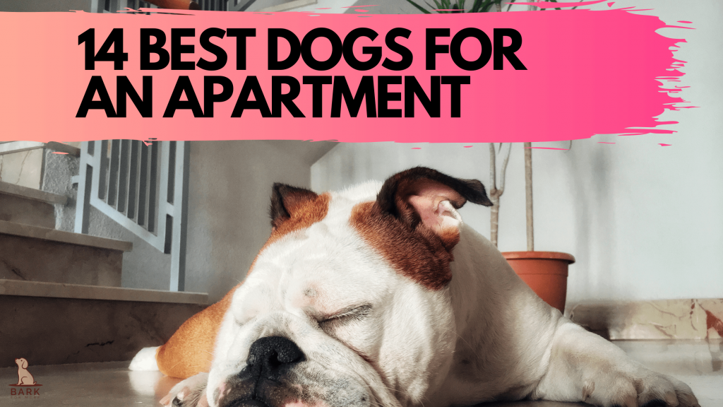 14 Best Dogs for an Apartment