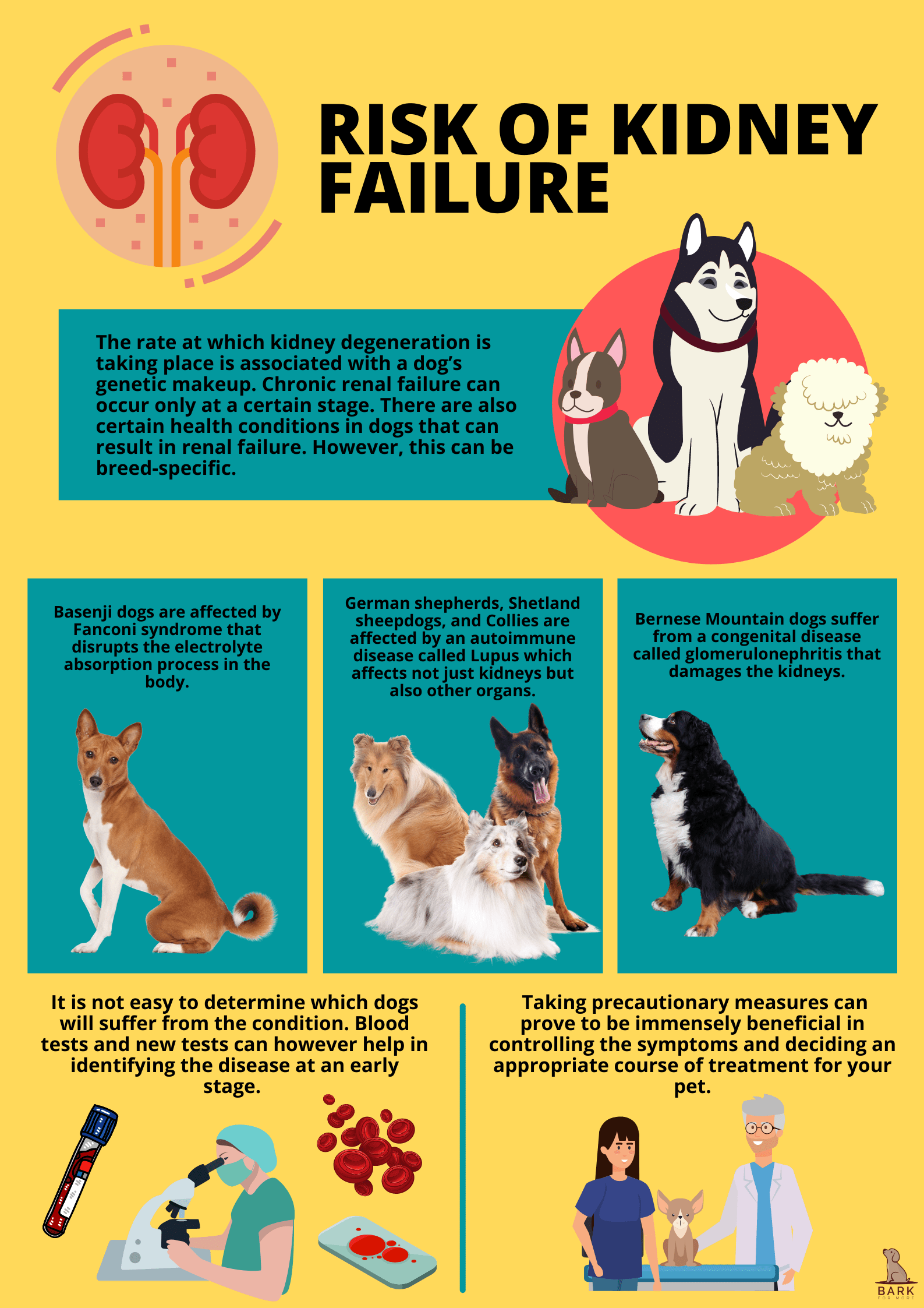 Understanding Your Dog's Risk